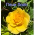 Троянда Пенні Лейн (Роза Penny Lane)